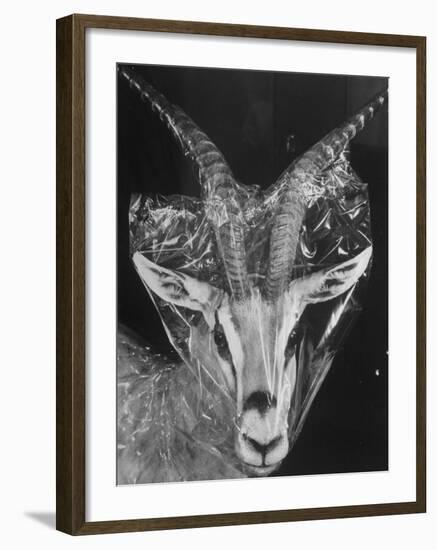 Robertsi Gazelle from Kenya Serengeti in Storage, American Museum of Natural History-Margaret Bourke-White-Framed Photographic Print