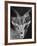 Robertsi Gazelle from Kenya Serengeti in Storage, American Museum of Natural History-Margaret Bourke-White-Framed Photographic Print