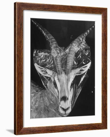 Robertsi Gazelle from Kenya Serengeti in Storage, American Museum of Natural History-Margaret Bourke-White-Framed Photographic Print