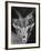 Robertsi Gazelle from Kenya Serengeti in Storage, American Museum of Natural History-Margaret Bourke-White-Framed Photographic Print