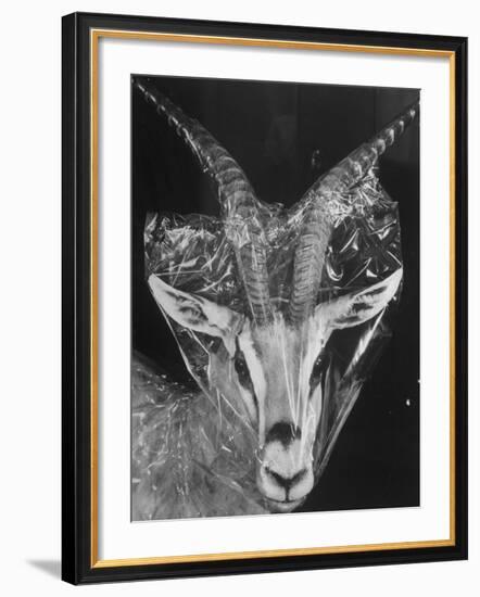 Robertsi Gazelle from Kenya Serengeti in Storage, American Museum of Natural History-Margaret Bourke-White-Framed Photographic Print