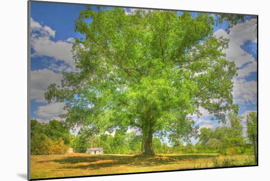 Robibbero Tree-Robert Goldwitz-Mounted Photographic Print