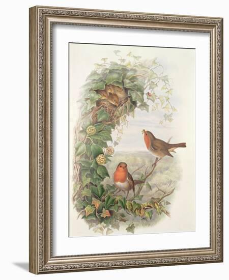 Robin, 1873-John Gould-Framed Giclee Print