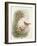 Robin, 1873-John Gould-Framed Giclee Print