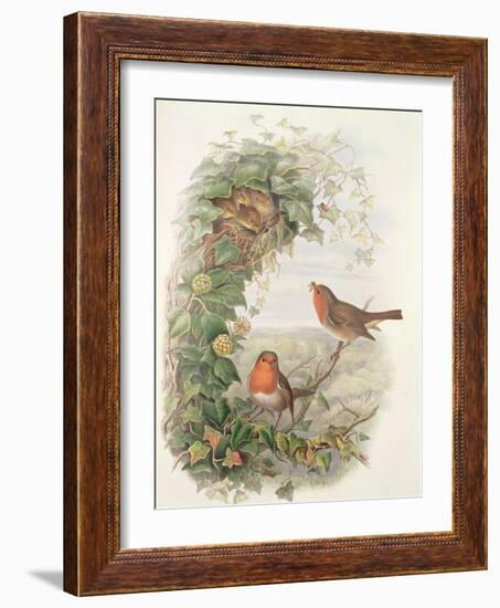 Robin, 1873-John Gould-Framed Giclee Print