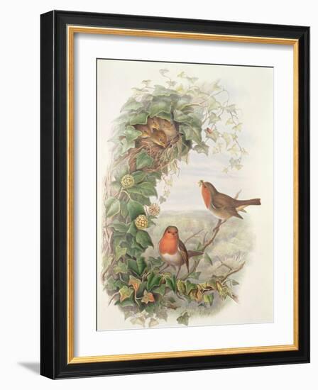 Robin, 1873-John Gould-Framed Giclee Print