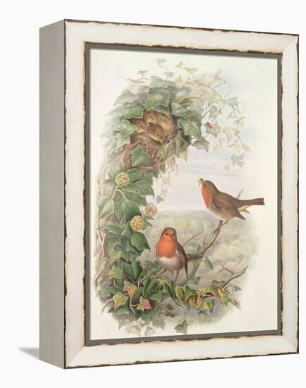 Robin, 1873-John Gould-Framed Premier Image Canvas