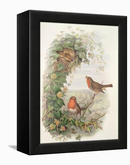 Robin, 1873-John Gould-Framed Premier Image Canvas