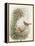 Robin, 1873-John Gould-Framed Premier Image Canvas