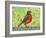 Robin Bird Watercolor-null-Framed Art Print