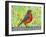 Robin Bird Watercolor-null-Framed Art Print