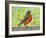 Robin Bird Watercolor-null-Framed Art Print