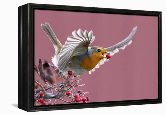 Robin carrying a red berry in its beak as it takes off, Finland-Markus Varesvuo-Framed Premier Image Canvas