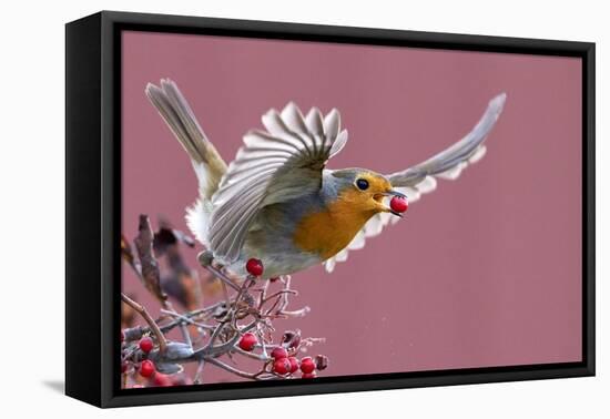 Robin carrying a red berry in its beak as it takes off, Finland-Markus Varesvuo-Framed Premier Image Canvas