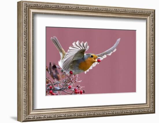 Robin carrying a red berry in its beak as it takes off, Finland-Markus Varesvuo-Framed Photographic Print
