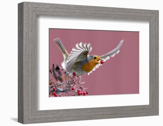 Robin carrying a red berry in its beak as it takes off, Finland-Markus Varesvuo-Framed Photographic Print