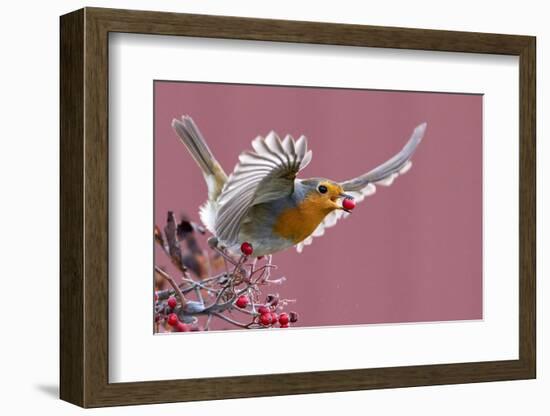 Robin carrying a red berry in its beak as it takes off, Finland-Markus Varesvuo-Framed Photographic Print