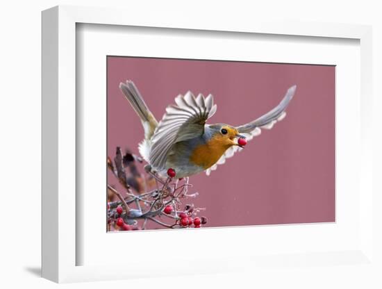 Robin carrying a red berry in its beak as it takes off, Finland-Markus Varesvuo-Framed Photographic Print