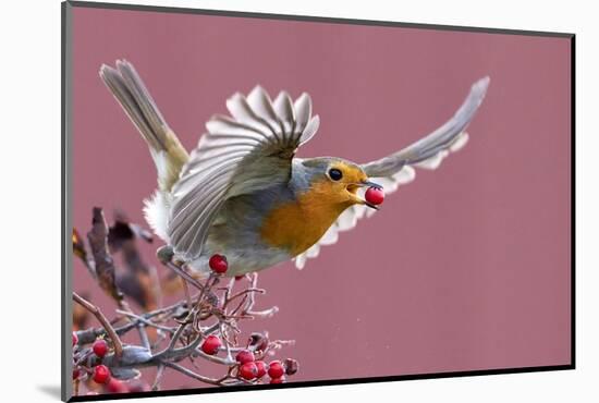 Robin carrying a red berry in its beak as it takes off, Finland-Markus Varesvuo-Mounted Photographic Print