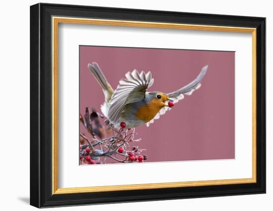 Robin carrying a red berry in its beak as it takes off, Finland-Markus Varesvuo-Framed Photographic Print