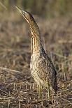 Bittern (Botaurus stellaris) feeding on fish, Suffolk, UK-Robin Chittenden-Photographic Print