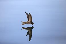 Common Swift skimming water surface, UK-Robin Chittenden-Photographic Print