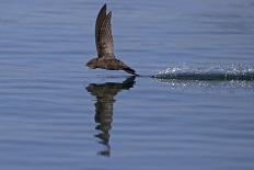 Common Swift in flight reflected in water, Norfolk, England-Robin Chittenden-Photographic Print