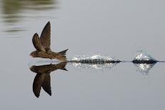 Common Swift in flight reflected in water, Norfolk, England-Robin Chittenden-Framed Photographic Print