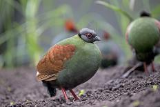 Crested partridge (Rollulus rouloul) female. Captive in  UK.-Robin Chittenden-Photographic Print