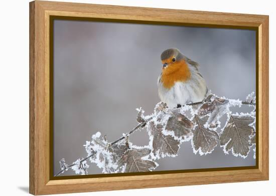 Robin (Erithacus Rubecula) Adult Perched in Winter with Feather Fluffed Up, Scotland, UK, December-Mark Hamblin-Framed Premier Image Canvas