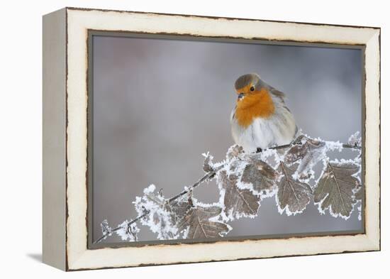 Robin (Erithacus Rubecula) Adult Perched in Winter with Feather Fluffed Up, Scotland, UK, December-Mark Hamblin-Framed Premier Image Canvas