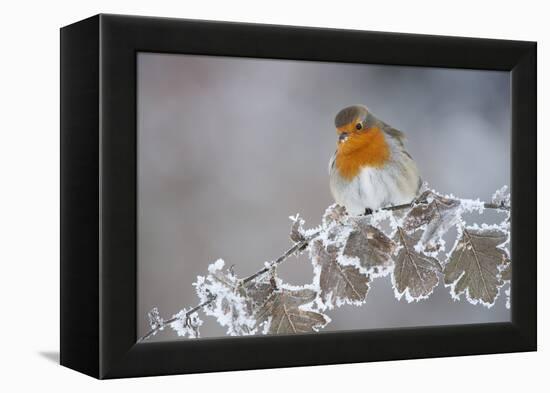 Robin (Erithacus Rubecula) Adult Perched in Winter with Feather Fluffed Up, Scotland, UK, December-Mark Hamblin-Framed Premier Image Canvas