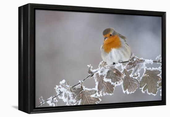 Robin (Erithacus Rubecula) Adult Perched in Winter with Feather Fluffed Up, Scotland, UK, December-Mark Hamblin-Framed Premier Image Canvas