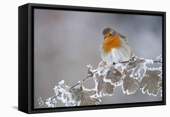Robin (Erithacus Rubecula) Adult Perched in Winter with Feather Fluffed Up, Scotland, UK, December-Mark Hamblin-Framed Premier Image Canvas
