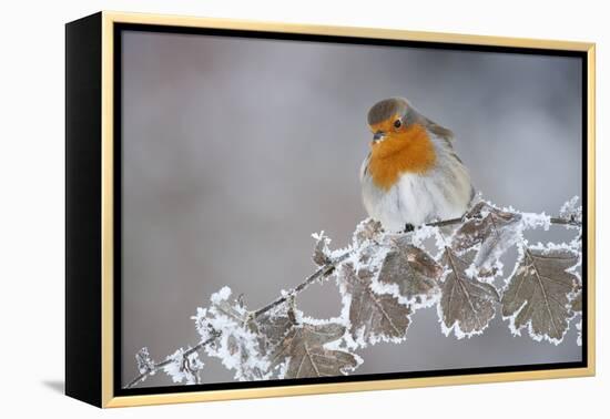 Robin (Erithacus Rubecula) Adult Perched in Winter with Feather Fluffed Up, Scotland, UK, December-Mark Hamblin-Framed Premier Image Canvas