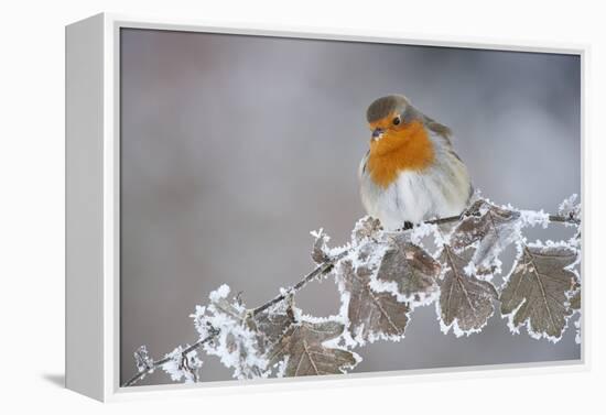 Robin (Erithacus Rubecula) Adult Perched in Winter with Feather Fluffed Up, Scotland, UK, December-Mark Hamblin-Framed Premier Image Canvas