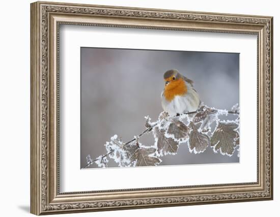 Robin (Erithacus Rubecula) Adult Perched in Winter with Feather Fluffed Up, Scotland, UK, December-Mark Hamblin-Framed Photographic Print