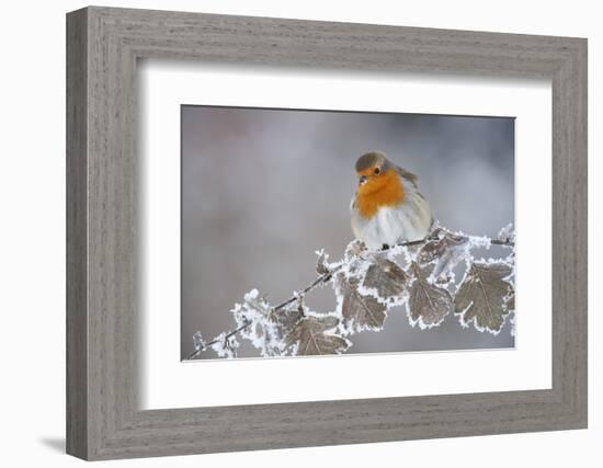 Robin (Erithacus Rubecula) Adult Perched in Winter with Feather Fluffed Up, Scotland, UK, December-Mark Hamblin-Framed Photographic Print