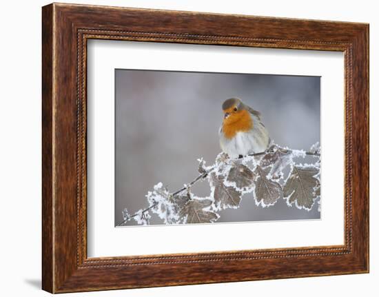 Robin (Erithacus Rubecula) Adult Perched in Winter with Feather Fluffed Up, Scotland, UK, December-Mark Hamblin-Framed Photographic Print