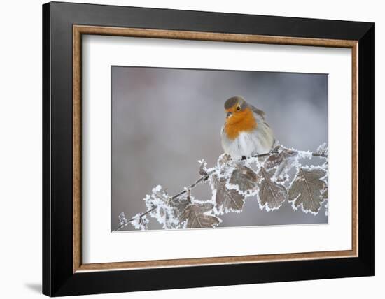 Robin (Erithacus Rubecula) Adult Perched in Winter with Feather Fluffed Up, Scotland, UK, December-Mark Hamblin-Framed Photographic Print