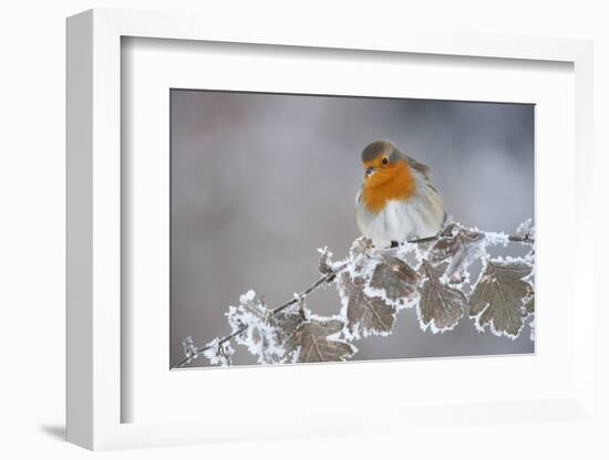 Robin (Erithacus Rubecula) Adult Perched in Winter with Feather Fluffed Up, Scotland, UK, December-Mark Hamblin-Framed Photographic Print