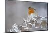 Robin (Erithacus Rubecula) Adult Perched in Winter with Feather Fluffed Up, Scotland, UK, December-Mark Hamblin-Mounted Photographic Print