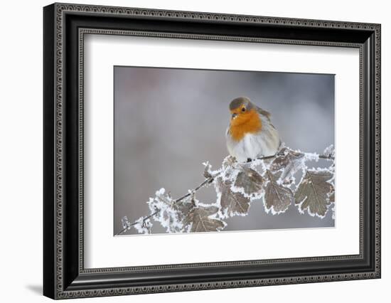 Robin (Erithacus Rubecula) Adult Perched in Winter with Feather Fluffed Up, Scotland, UK, December-Mark Hamblin-Framed Photographic Print