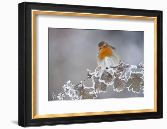 Robin (Erithacus Rubecula) Adult Perched in Winter with Feather Fluffed Up, Scotland, UK, December-Mark Hamblin-Framed Photographic Print