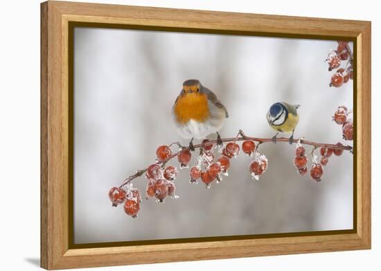 Robin (Erithacus Rubecula) and Blue Tit (Parus Caeruleus) in Winter, Perched on Twig, Scotland, UK-Mark Hamblin-Framed Premier Image Canvas