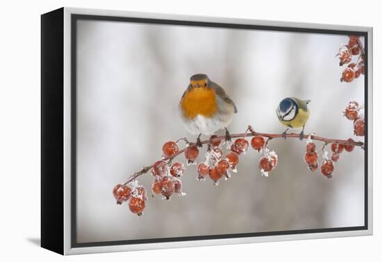 Robin (Erithacus Rubecula) and Blue Tit (Parus Caeruleus) in Winter, Perched on Twig, Scotland, UK-Mark Hamblin-Framed Premier Image Canvas