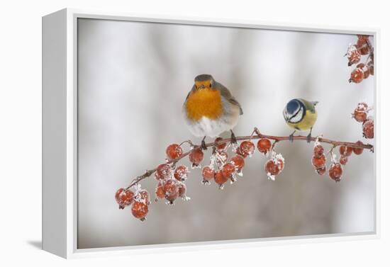 Robin (Erithacus Rubecula) and Blue Tit (Parus Caeruleus) in Winter, Perched on Twig, Scotland, UK-Mark Hamblin-Framed Premier Image Canvas