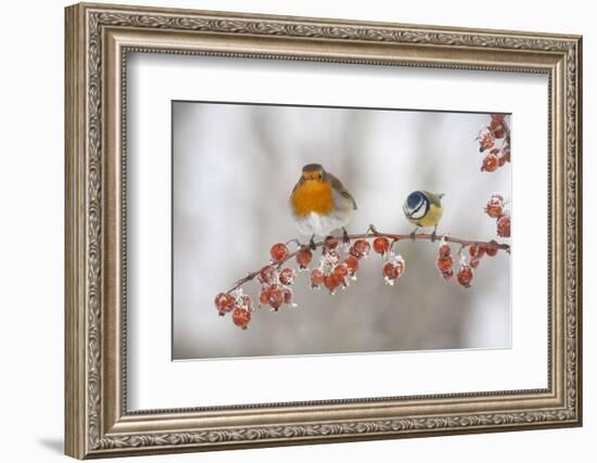 Robin (Erithacus Rubecula) and Blue Tit (Parus Caeruleus) in Winter, Perched on Twig, Scotland, UK-Mark Hamblin-Framed Photographic Print