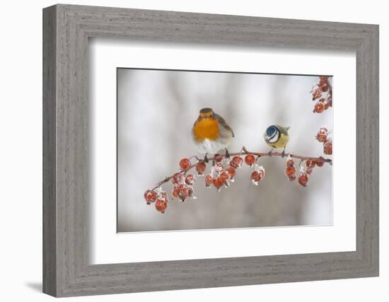 Robin (Erithacus Rubecula) and Blue Tit (Parus Caeruleus) in Winter, Perched on Twig, Scotland, UK-Mark Hamblin-Framed Photographic Print