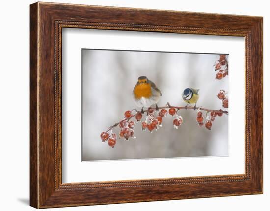 Robin (Erithacus Rubecula) and Blue Tit (Parus Caeruleus) in Winter, Perched on Twig, Scotland, UK-Mark Hamblin-Framed Photographic Print